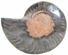 Split Black/Orange Ammonite (Half) - Unusual Coloration #55658-1